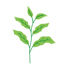 Leaf Illustration