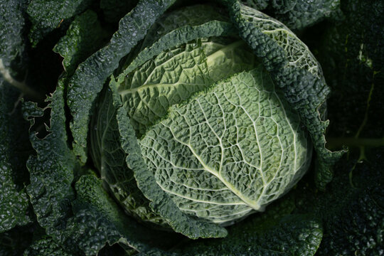 Close-up of a green savoy cabbage growing in a field. The cabbage is photographed from above.
