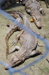 Caimans in captivity. Trade of caimans.