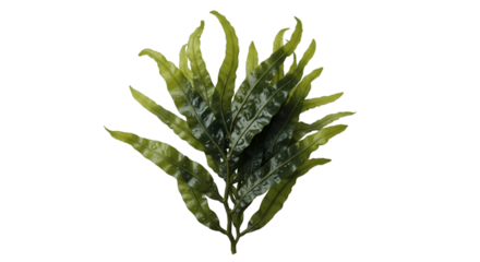 A single fern frond with water droplets on a black background