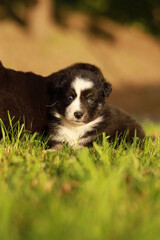 Fototapeta premium A puppy is laying in the grass
