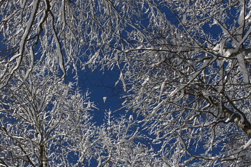 snow covered branches