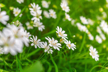 Delicate white stitchwort flowers scattered across fresh green meadow foliage, creating a soft, airy and natural spring atmosphere ideal for nature, wellness, botanical and garden design themes