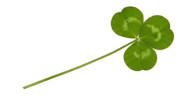 Single Green Clover Leaf on Black Background
