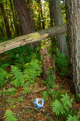 October season is one of best time of the year. October colors with fallen trees and autumn colors.