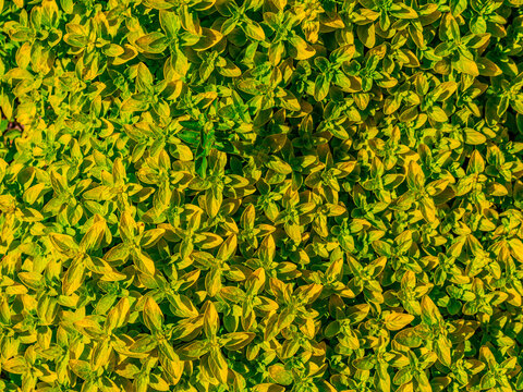 Golden wintercreeper foliage (Euonymus fortunei) forming dense yellow-green groundcover, small glossy leaves creating a vibrant structured pattern in ornamental garden planting