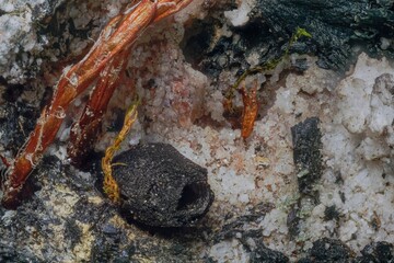 Macro aegirine and natrolite with microplants in Khibiny- rock breakdown by lichens. Scientific photos for erosion and soil formation research. Microphotography- 3.7X zoom magnification