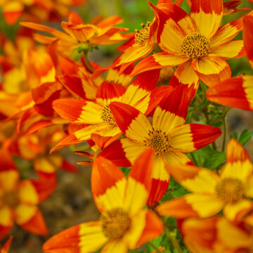 Blazing Glory bidens flowers (Bidens ferulifolia) with fiery red and yellow petals in dense bloom, vibrant summer garden plant symbolizing warmth, vitality and biodiversity