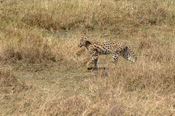 Serval cat. Wild small cat native to Africa. Ngorongoro Conservation Area, Karatu Kenya