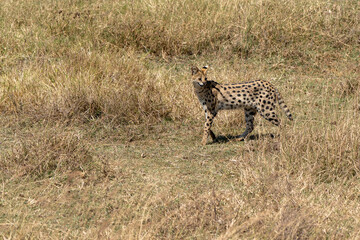 Serval cat. Wild small cat native to Africa. Ngorongoro Conservation Area, Karatu Kenya