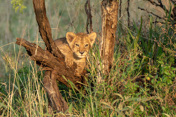 Baby lion cub playing in branches in African savanna 