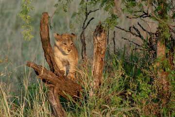 Baby lion cub playing in branches in African savanna 