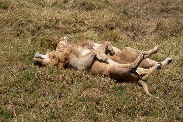 Pair of Male lions sleeping in savannah on their backs. Lions in grass field sleeping.