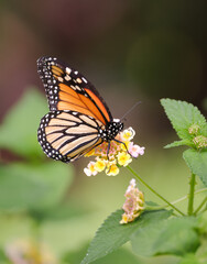 Monarch Butterfly Resting on Wildflowers