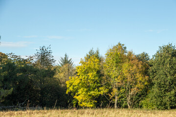Obraz premium A great Autumn landscape featuring vibrant fall foliage in rich shades of gold, red and orange. Colorful trees, calm autumn colour. Perfect for themes related to nature, travel, seasons, and outdoor.