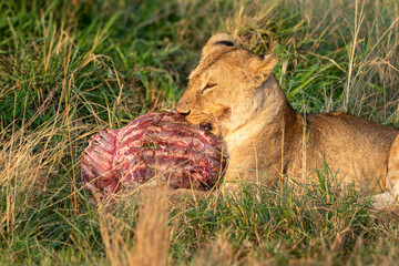 Female lion eating carcass 