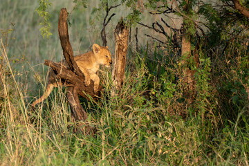 Baby lion cub playing in trees and branches in grass Savanna 