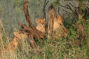 Three young lion cubs playing in low hanging trees and branches