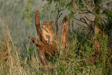 Baby lion cub playing in trees and branches in grass Savanna 