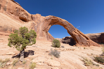 Corona Arch and Juniper Tree