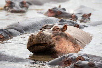 Closeup of Hippo's head with eyes open in pond. Hippopotamus.
