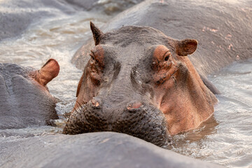 Closeup of Hippo's head with eyes open in pond. Hippopotamus.
