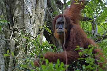 Man of the Jungle © Dowhite