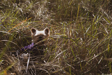 Yorkshire Terrier dog enjoying a sunny day in tall grass. A small dog is seen relaxing in a field...