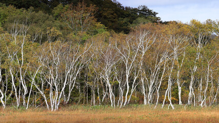 秋の尾瀬、草モミジの紅葉に包まれた尾瀬ヶ原と尾瀬沼トレッキング、群馬県,日本