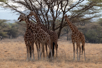Group of Giraffes near trees in Africa