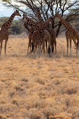 Group of Giraffes near trees in Africa