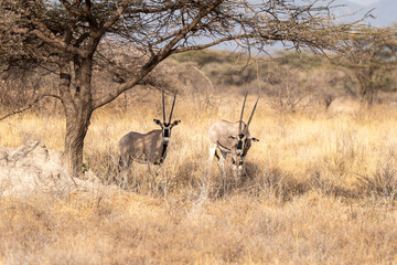 Pair of East Africa Oryz in Kenya