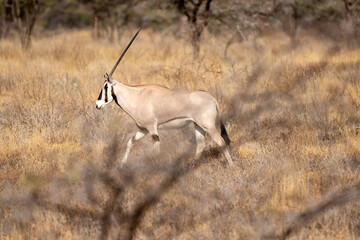East Africa Oryz Antelope in Kenya, Africa