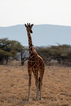 Single giraffe in front of trees in Kenya