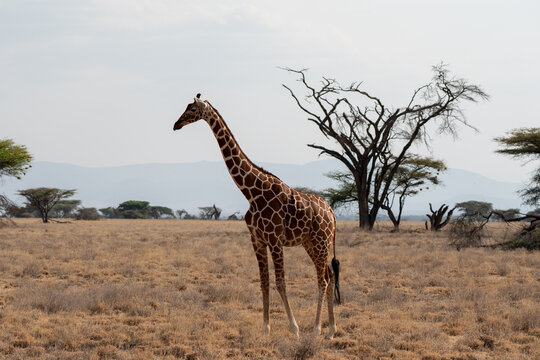 Single Giraffe with tree in background