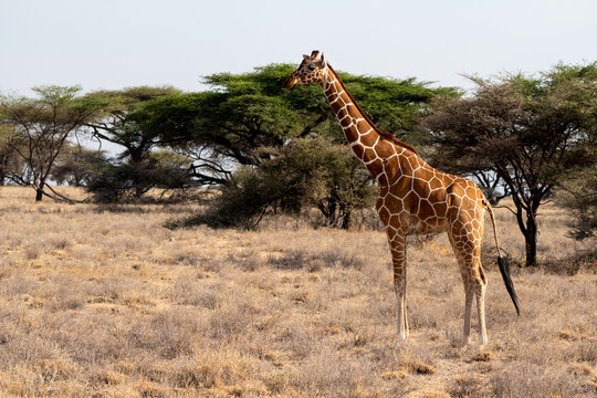 Single Giraffe with tree in background