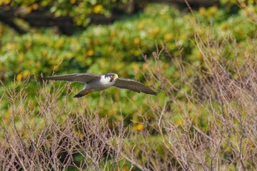グリーンバックに悠然と飛ぶハヤブサ成鳥