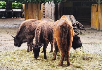 bisons  in the  zoo © Lesya