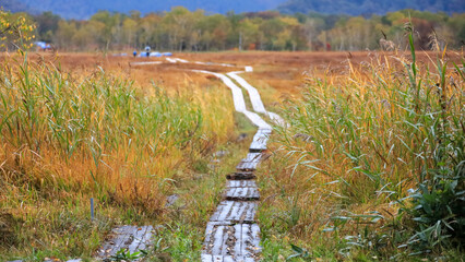 秋の尾瀬、草モミジの紅葉に包まれた尾瀬ヶ原と尾瀬沼トレッキング、群馬県,日本