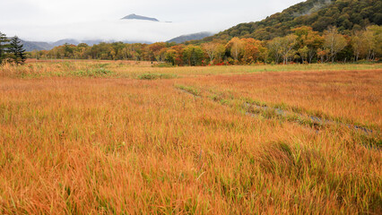 秋の尾瀬、草モミジの紅葉に包まれた尾瀬ヶ原と尾瀬沼トレッキング、群馬県,日本