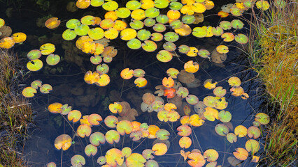 秋の尾瀬、草モミジの紅葉に包まれた尾瀬ヶ原と尾瀬沼トレッキング、群馬県,日本