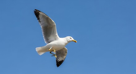 Seagull in Flight Against a Clear Blue Sky.