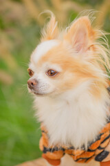 Chihuahua dog in clothes outdoors. Chihuahua dog is white with red spots.