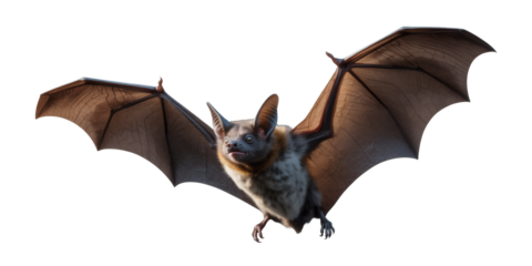 Mysterious bat soaring through night sky with wings spread wide, a symbol of nocturnal wonder and hidden secrets