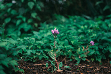 Wild flowers blooming in Spring in new zealand