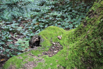 Green moss on an old stump
