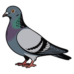 Pigeon cartoon character vector illustration isolated on white background suitable for animal design wildlife theme or urban city bird creative artwork concept