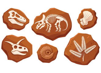 Vector illustration fossil dig set dried soil collection with dinosaur sea animal foliage archeology paleontology and ancient stone cartoon creative art © Nass Studio