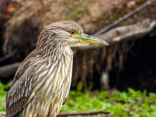 Juvenile black-crowned night heron wading along the water in search of some lunch