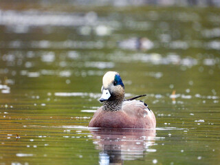 Male wigeons floating and dabbling along the water looking for food